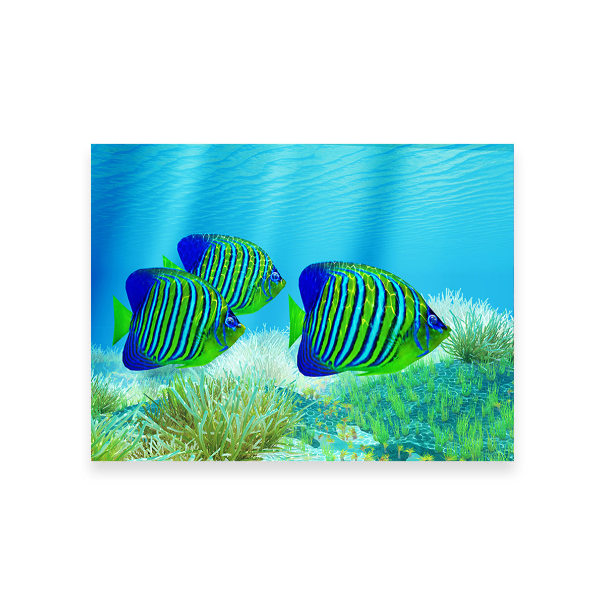 Three Regal Angelfish