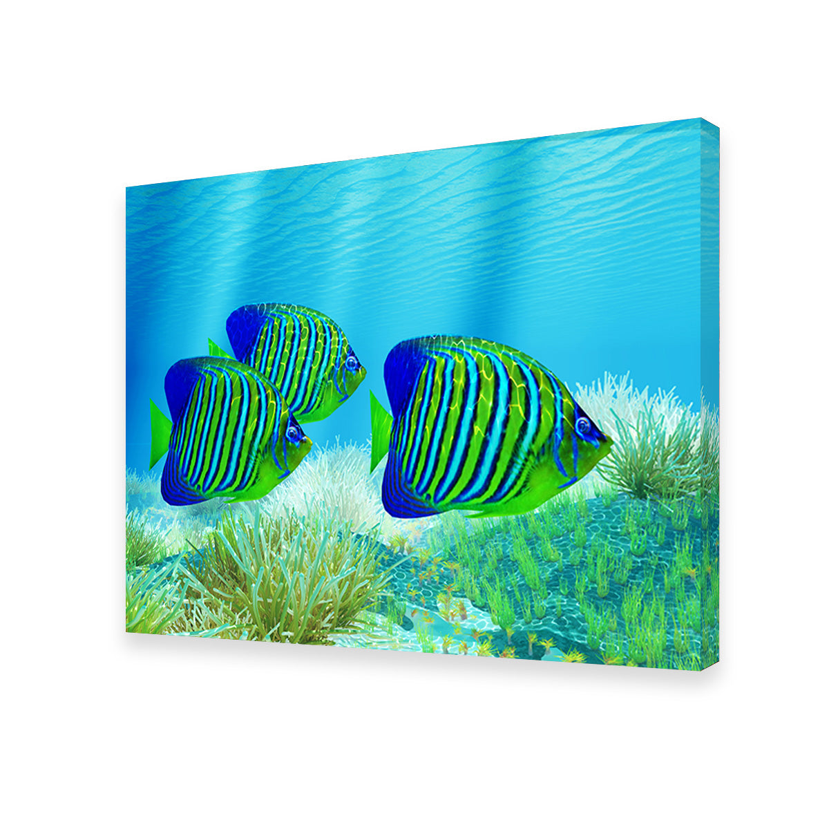 Three Regal Angelfish