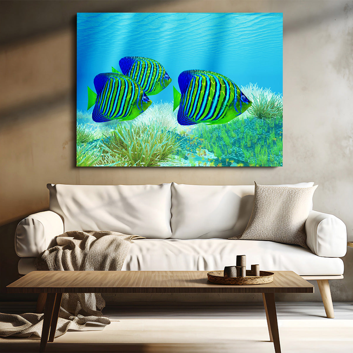 Three Regal Angelfish