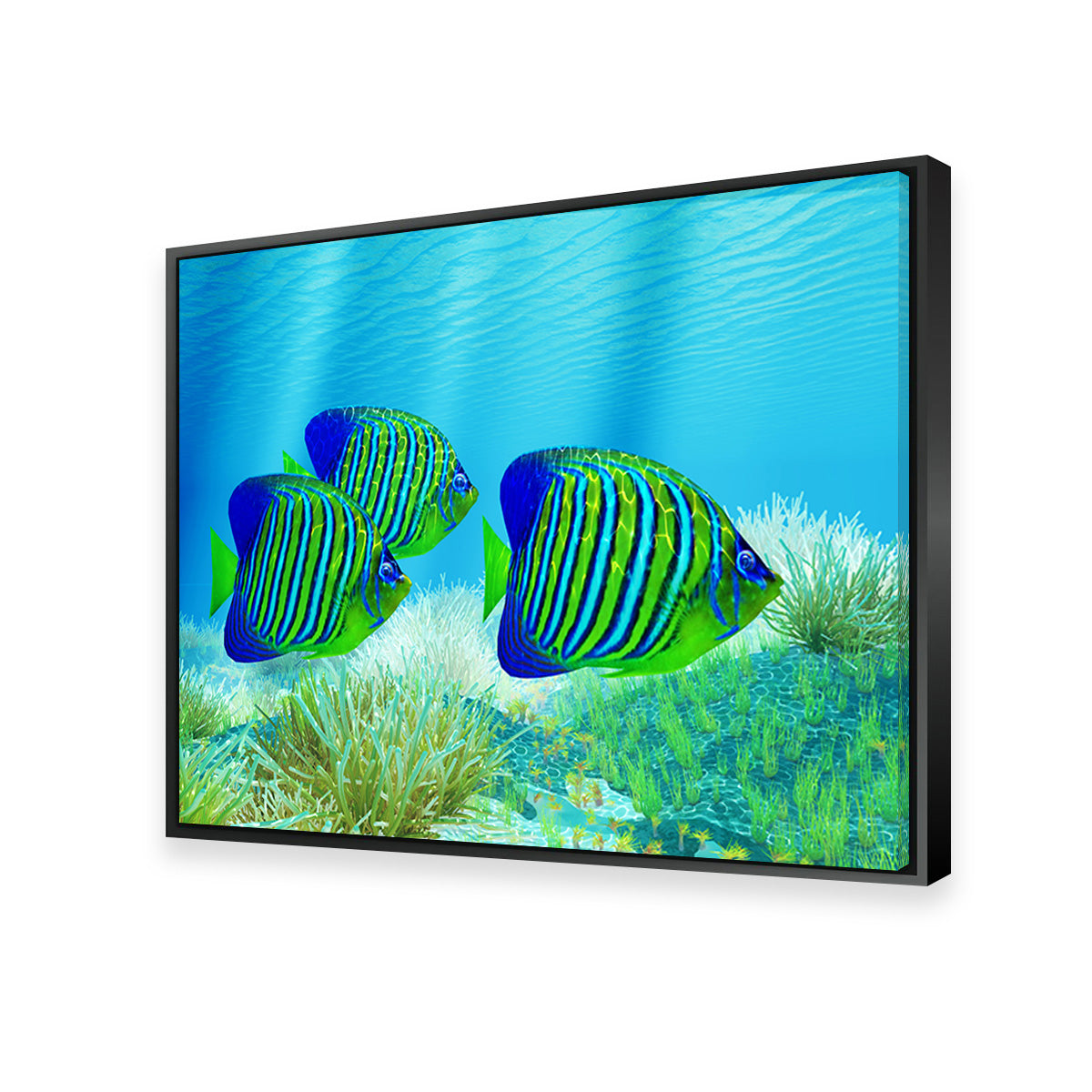 Three Regal Angelfish Wall Art