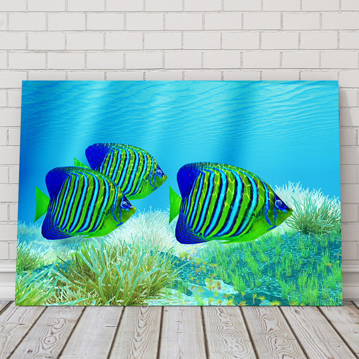 Three Regal Angelfish