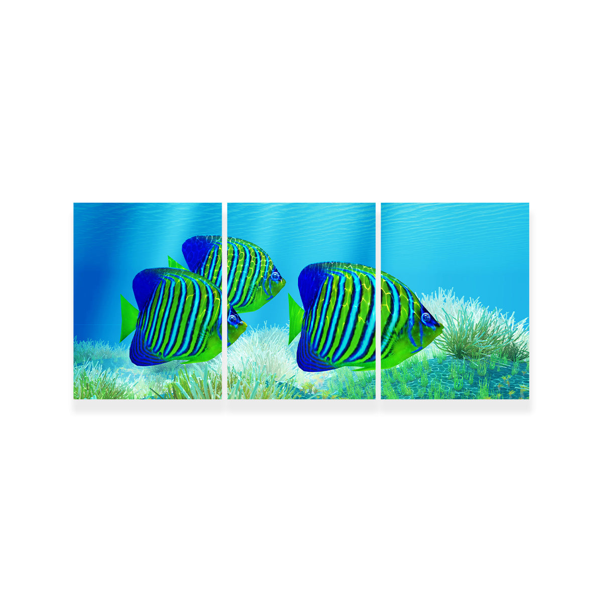 Three Regal Angelfish Wall Art