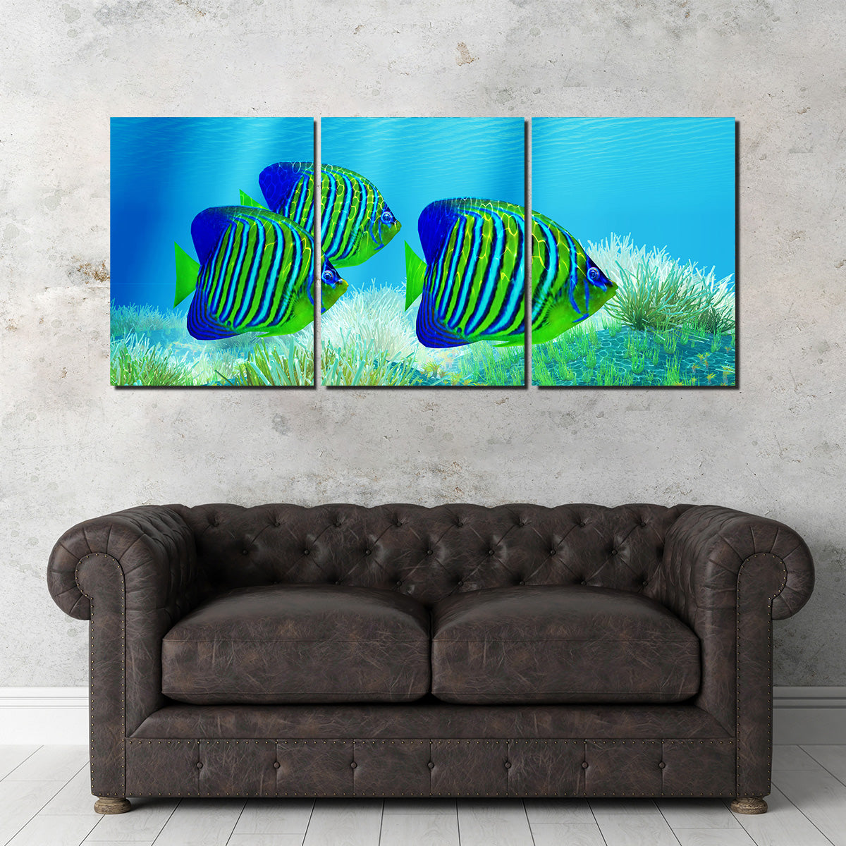 Three Regal Angelfish