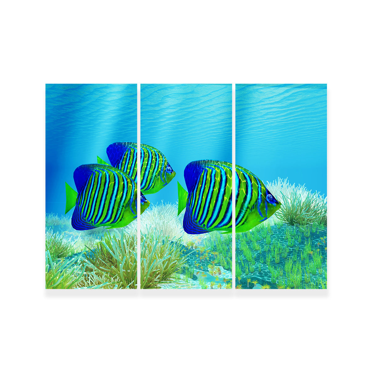 Three Regal Angelfish Wall Art