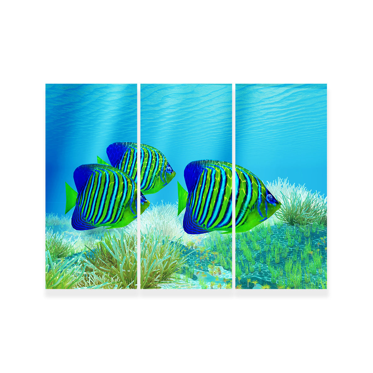 Three Regal Angelfish