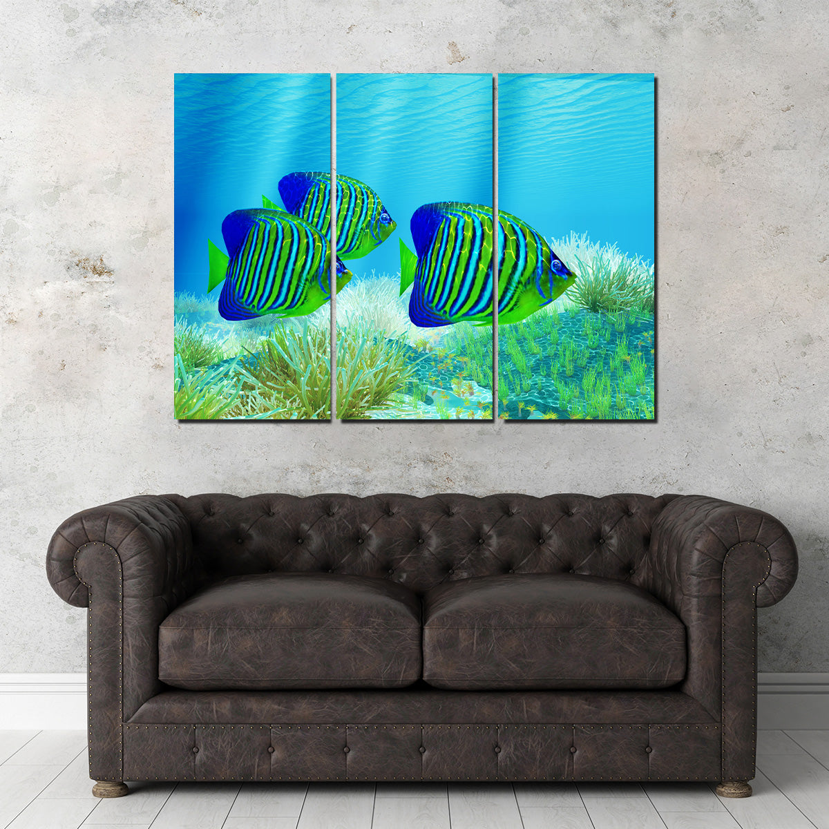 Three Regal Angelfish