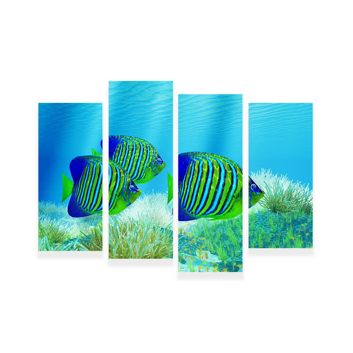 Three Regal Angelfish