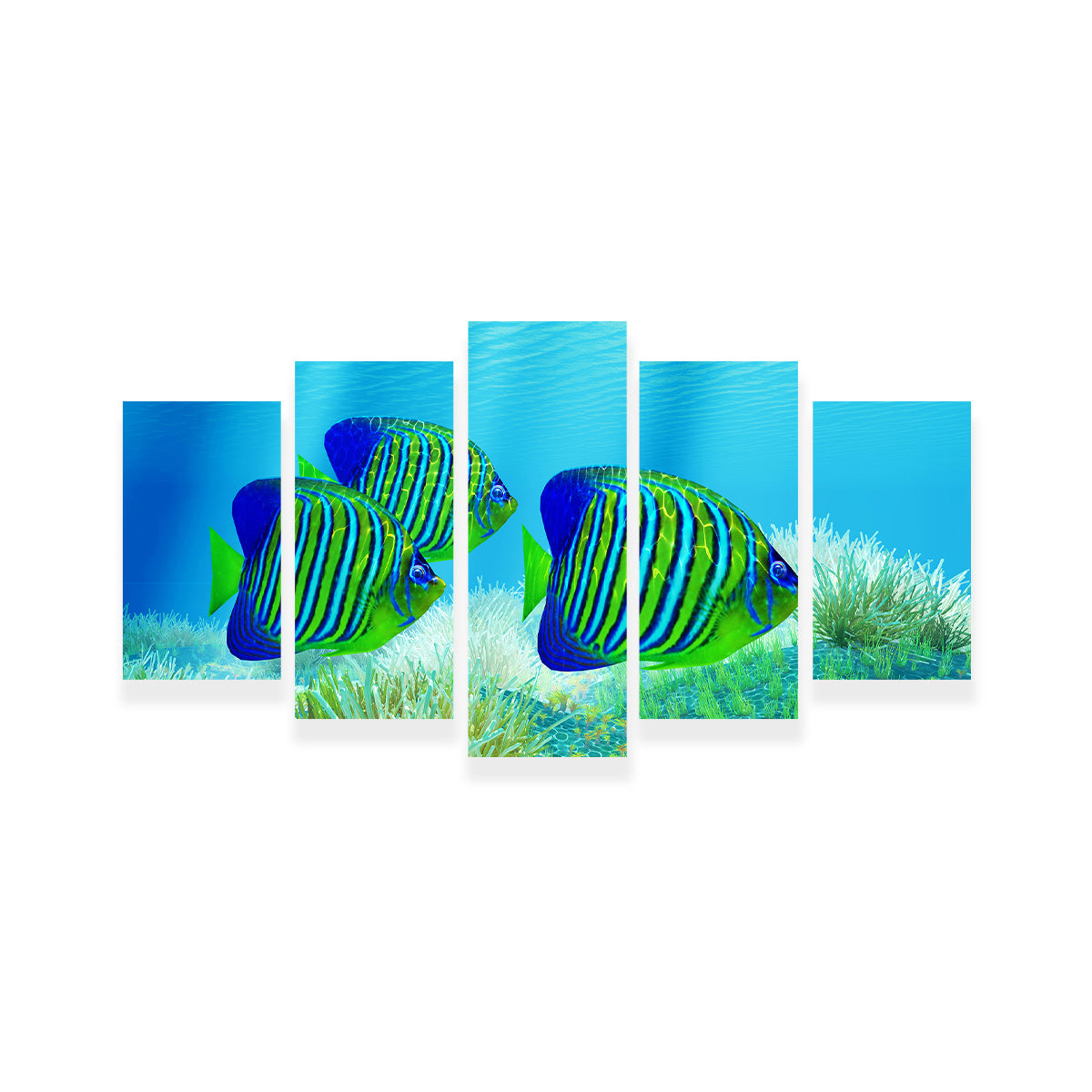 Three Regal Angelfish