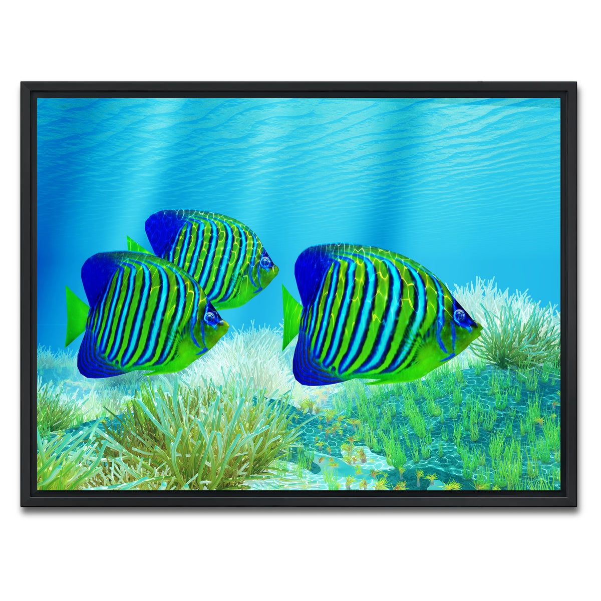 AUTO-MOCKUP WHITE | Three Regal Angelfish | 1 Piece | Black Framed Canvas | group=4x3