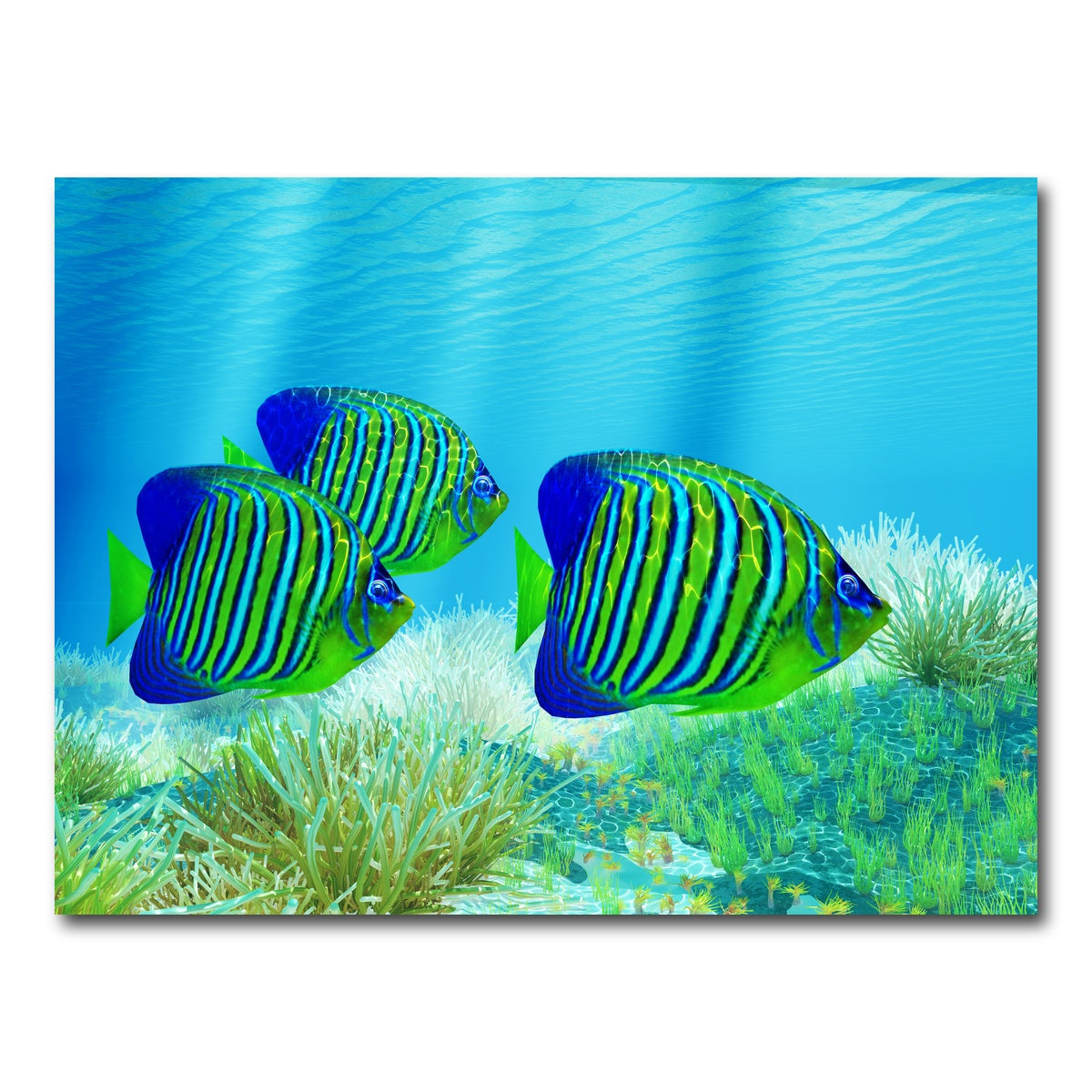 AUTO-MOCKUP WHITE | Three Regal Angelfish | 1 Piece | Gallery Wrap Canvas | group=4x3