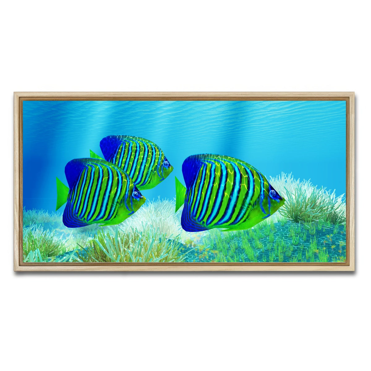 AUTO-MOCKUP WHITE | Three Regal Angelfish | 1 Piece | Natural Framed Canvas | group=2x1