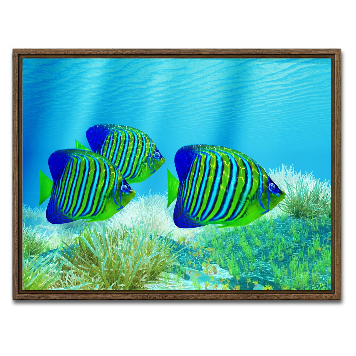 AUTO-MOCKUP WHITE | Three Regal Angelfish | 1 Piece | Walnut Framed Canvas | group=4x3