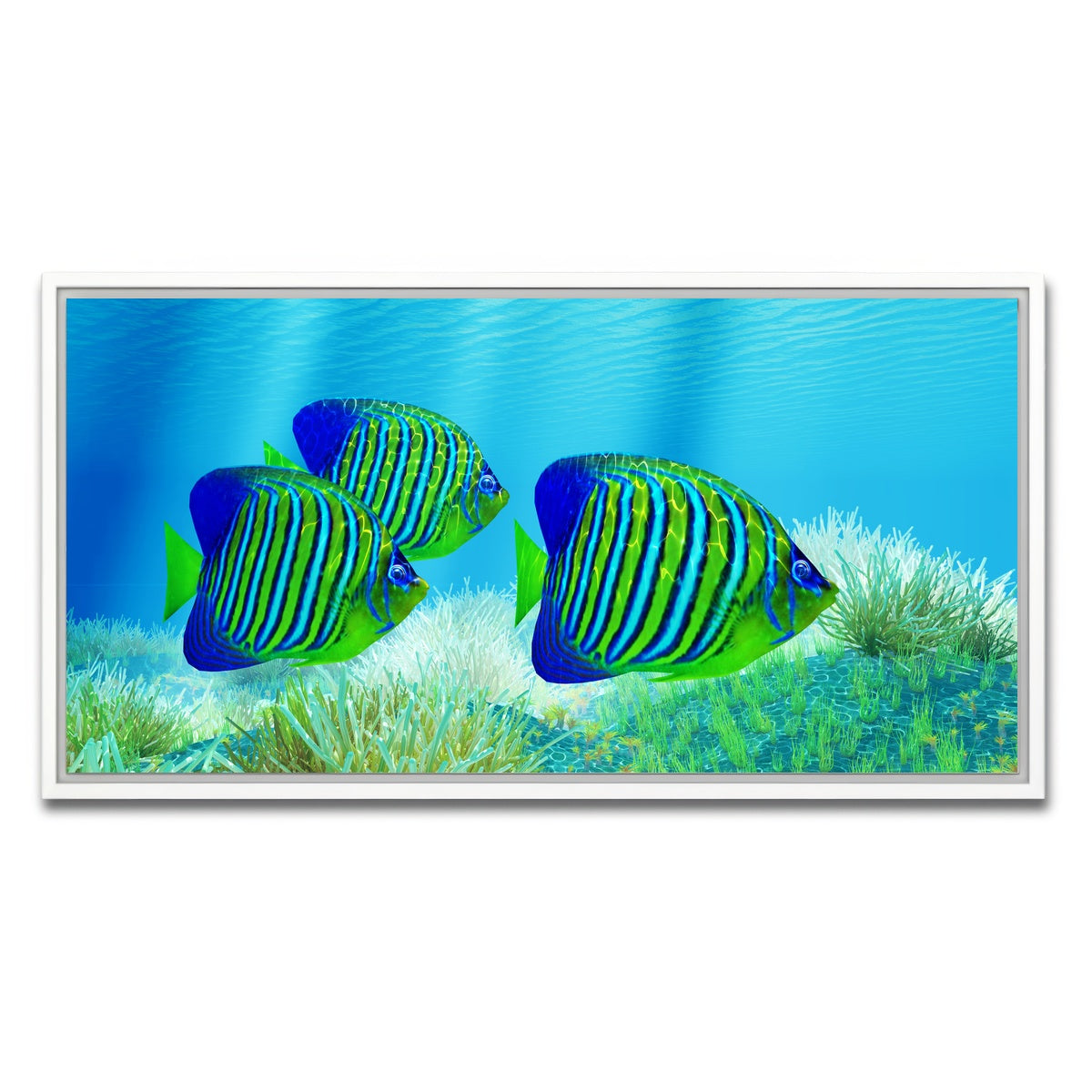 AUTO-MOCKUP WHITE | Three Regal Angelfish | 1 Piece | White Framed Canvas | group=2x1