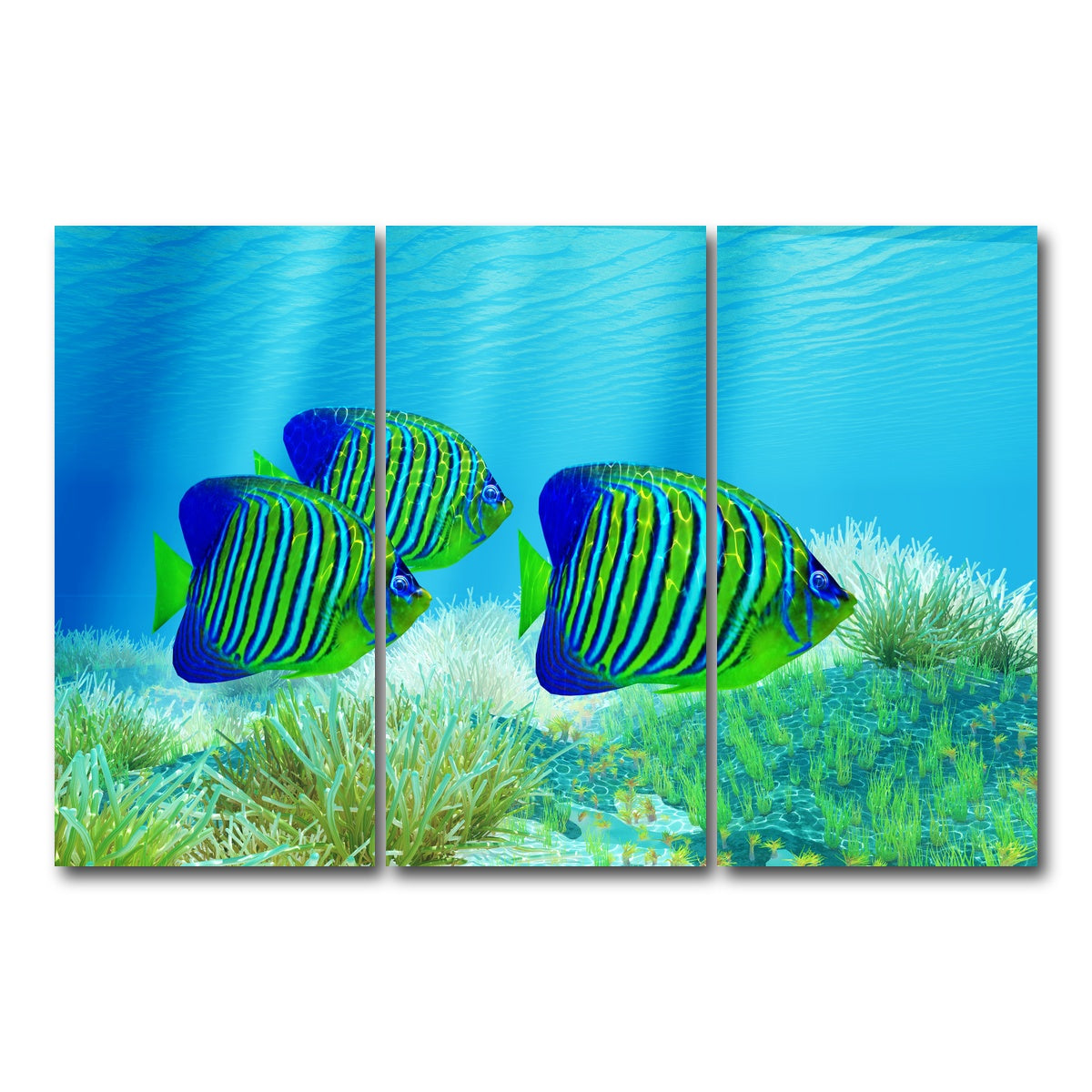 AUTO-MOCKUP WHITE | Three Regal Angelfish | 3 Piece | Gallery Wrap Canvas | group=12x24