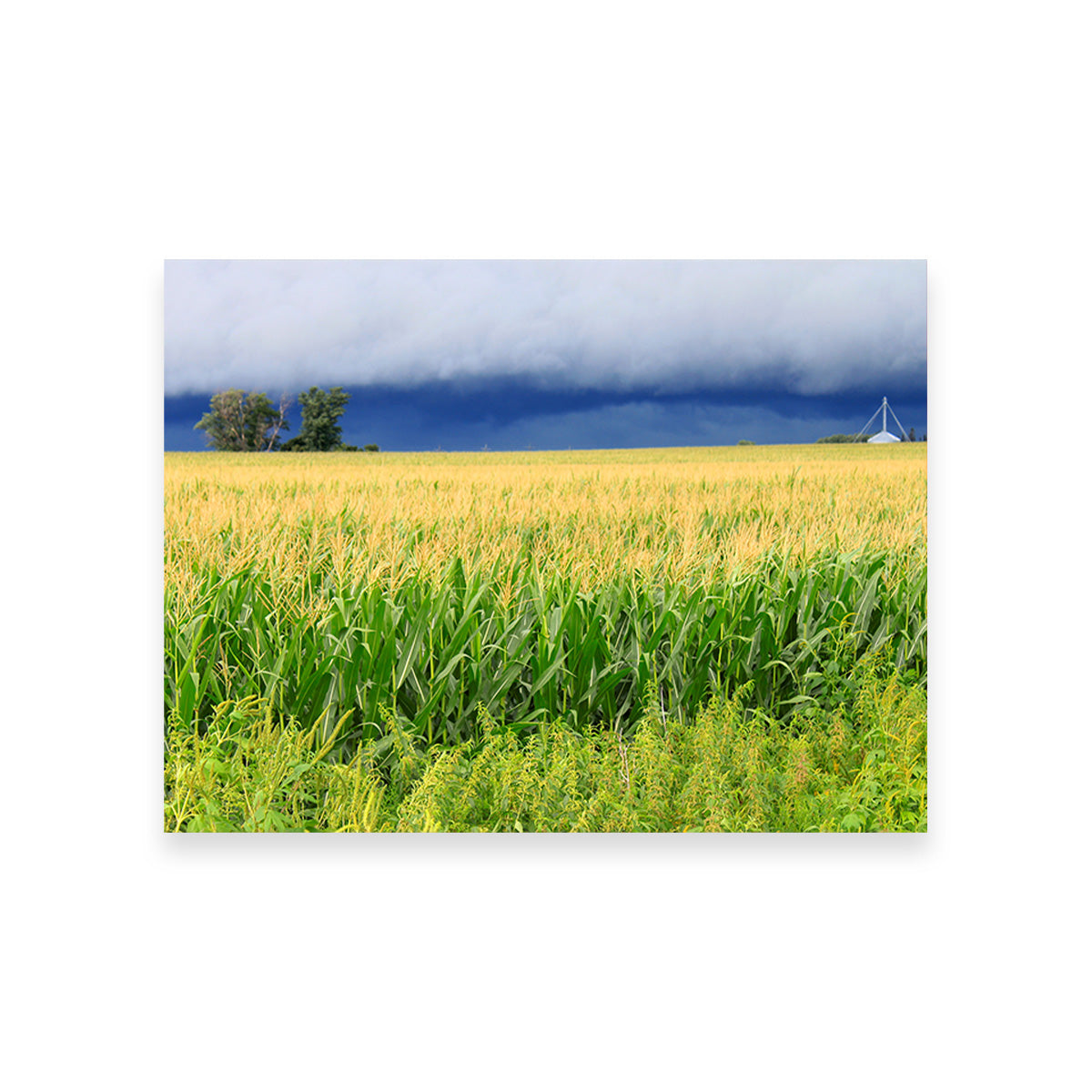 Thunderstorm Over Illinois Cornfield