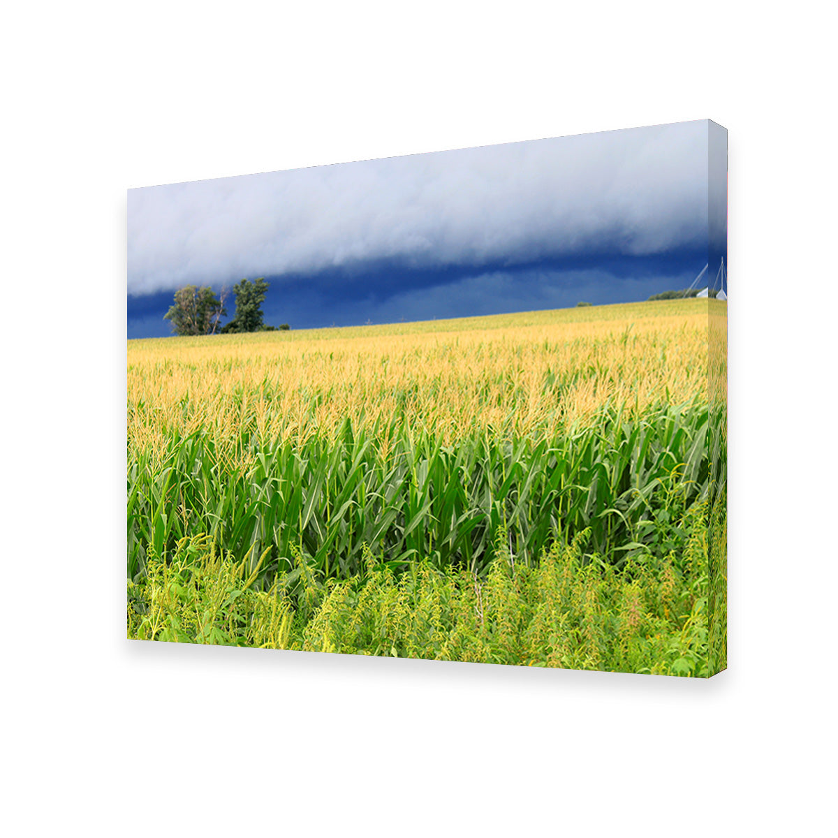 Thunderstorm Over Illinois Cornfield