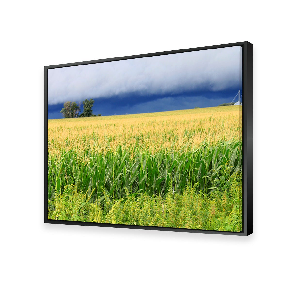 Thunderstorm Over Illinois Cornfield Wall Art