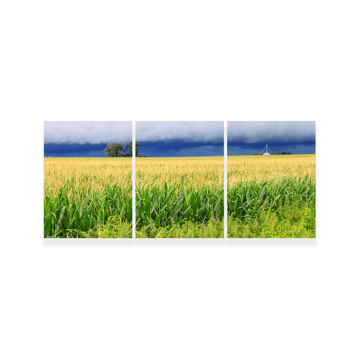 Thunderstorm Over Illinois Cornfield