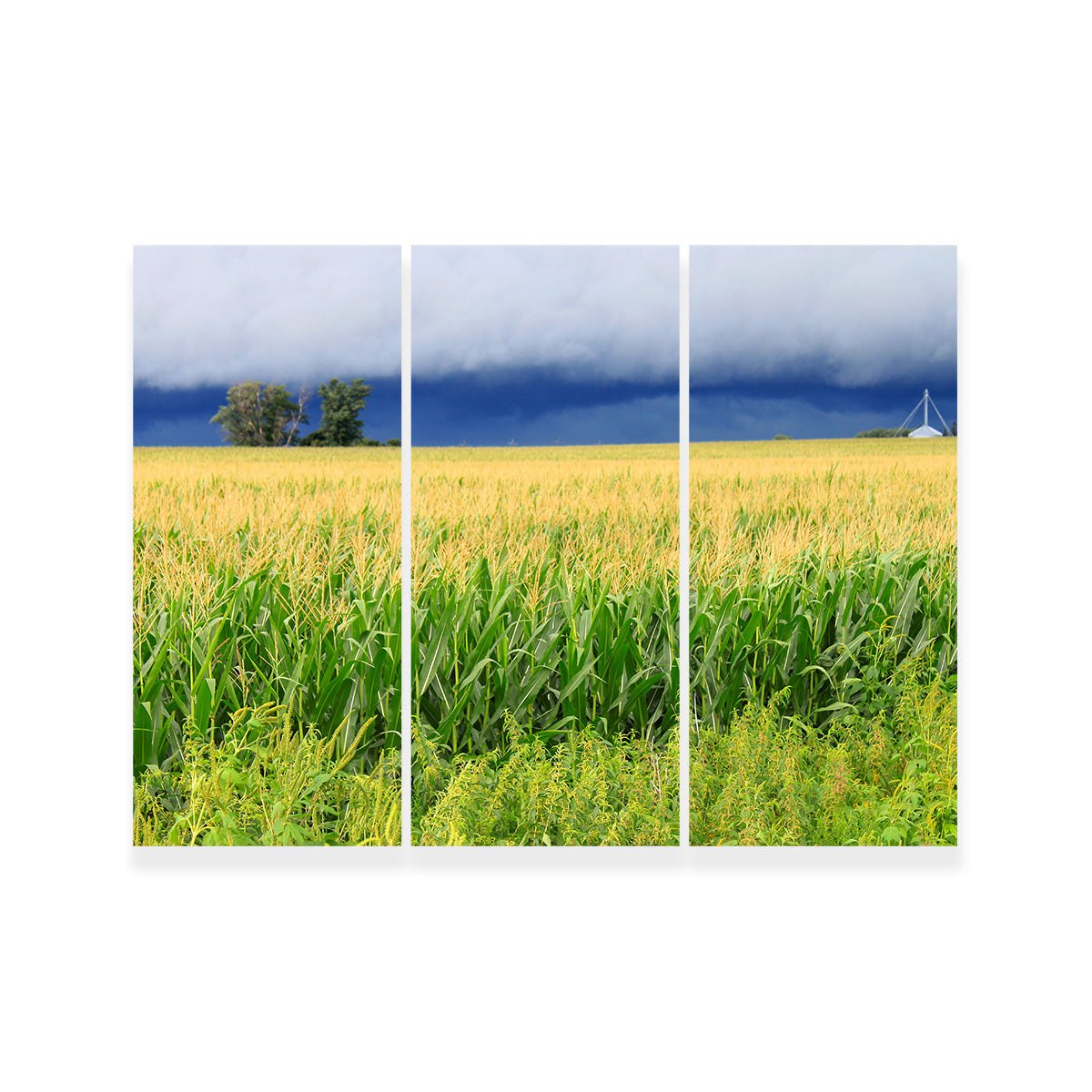 Thunderstorm Over Illinois Cornfield