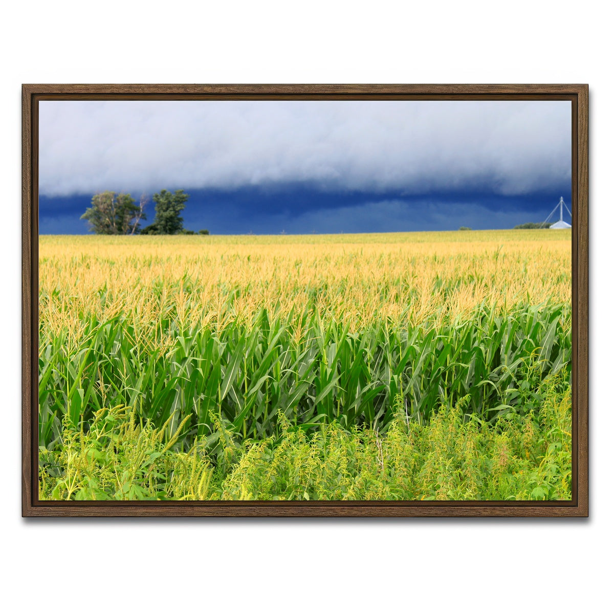 AUTO-MOCKUP WHITE | Thunderstorm Over Illinois Cornfield | 1 Piece | Walnut Framed Canvas | group=4x3