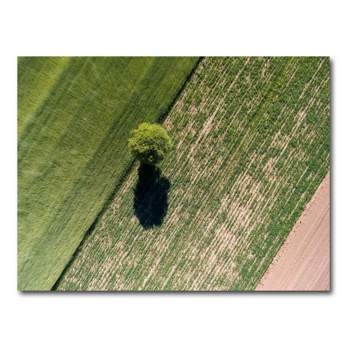 AUTO-MOCKUP WHITE | Tree Shadow | 1 Piece | Gallery Wrap Canvas | group=4x3