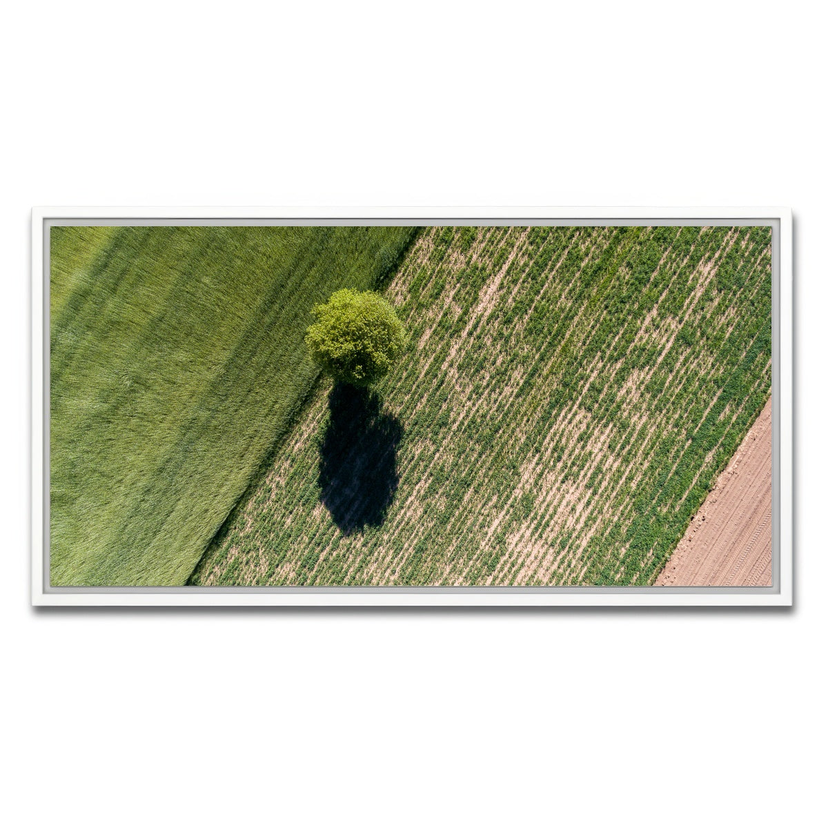 AUTO-MOCKUP WHITE | Tree Shadow | 1 Piece | White Framed Canvas | group=2x1