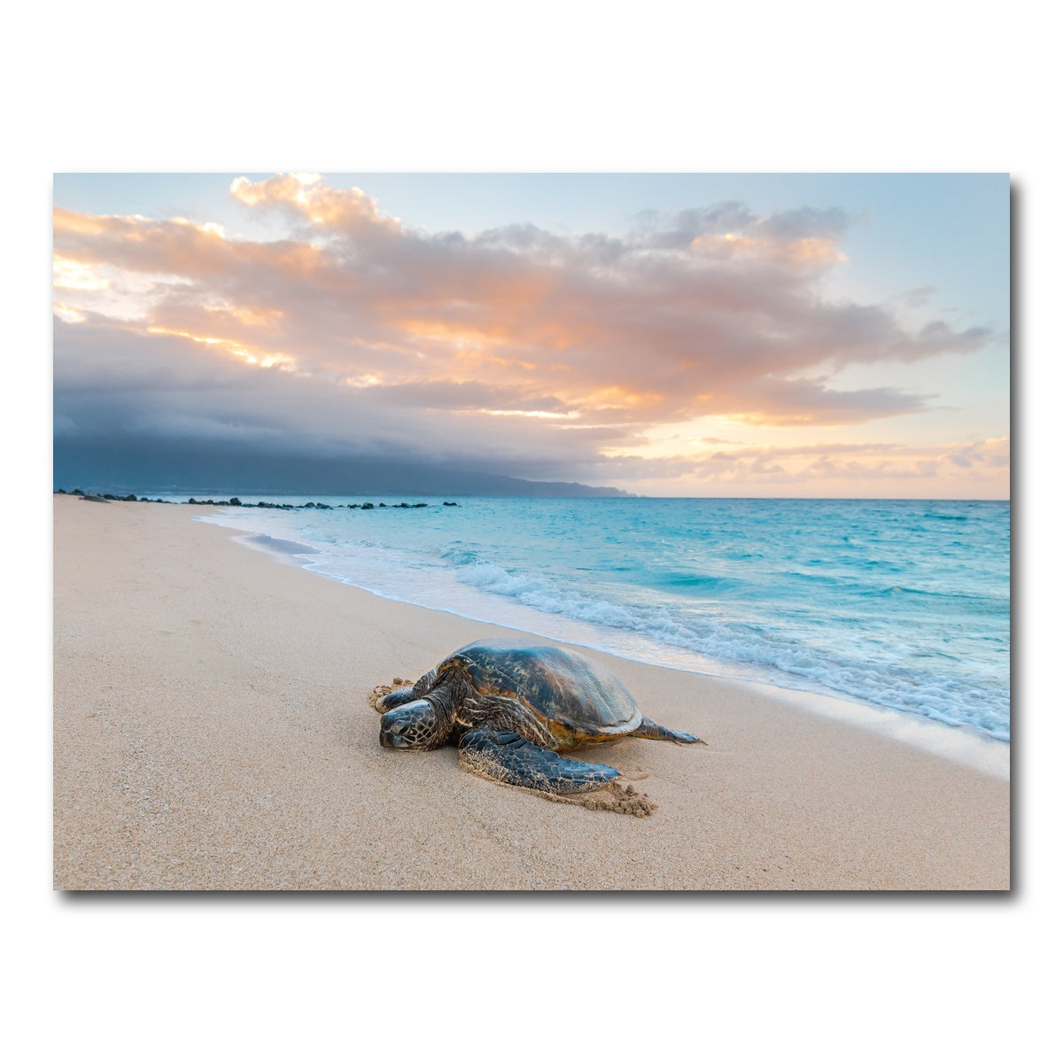 AUTO-MOCKUP WHITE | Turtle Sunset | 1 Piece | Gallery Wrap Canvas | group=4x3