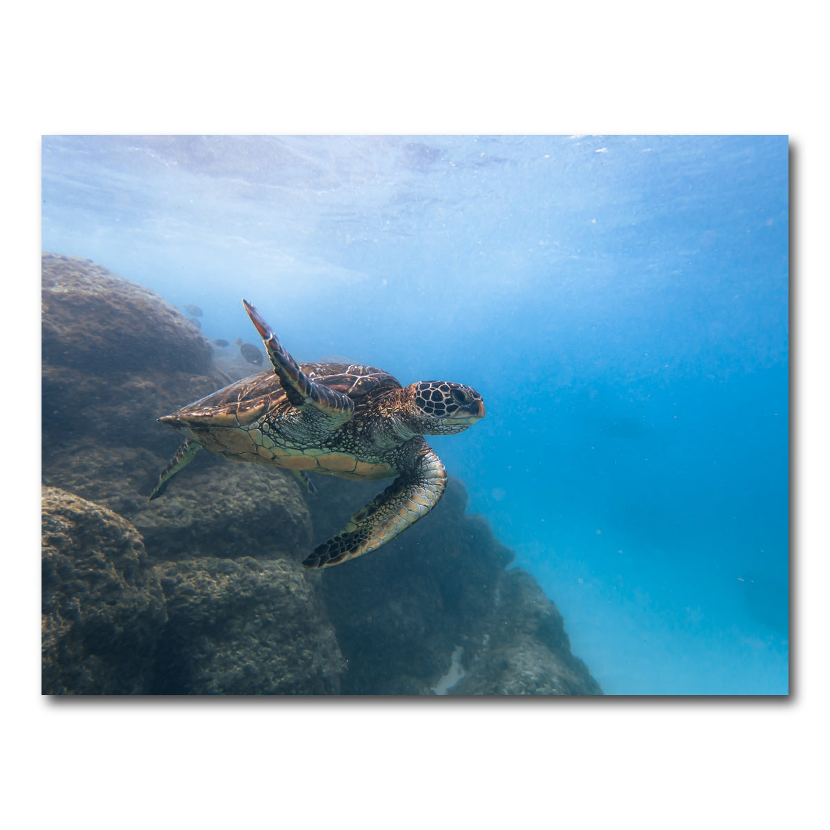 AUTO-MOCKUP WHITE | Turtle Wave | 1 Piece | Gallery Wrap Canvas | group=4x3