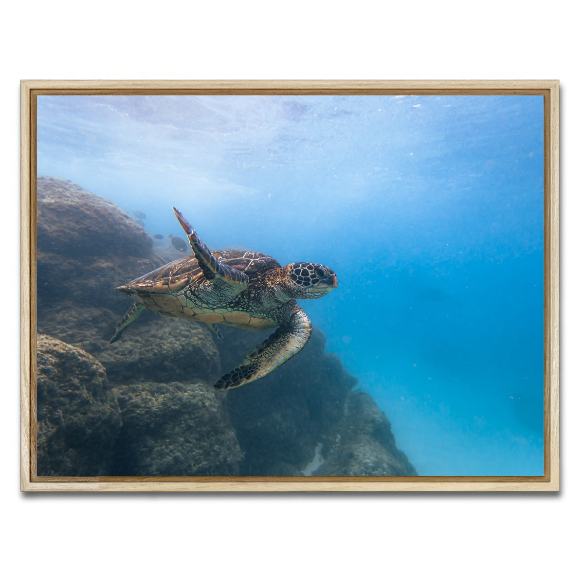 AUTO-MOCKUP WHITE | Turtle Wave | 1 Piece | Natural Framed Canvas | group=4x3