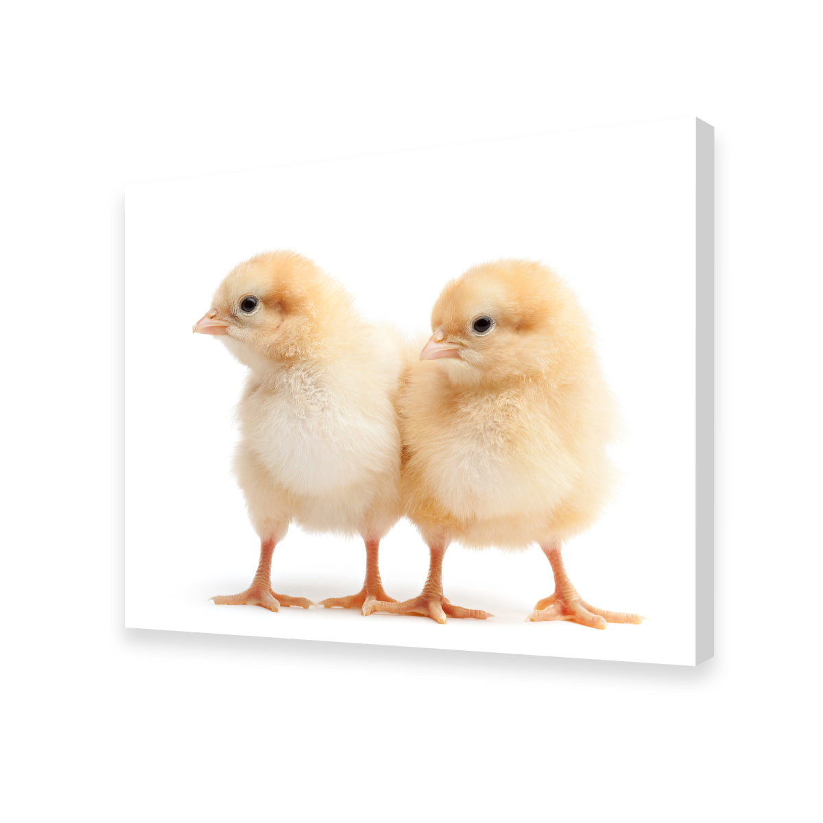 Two Baby Chickens Wall Art
