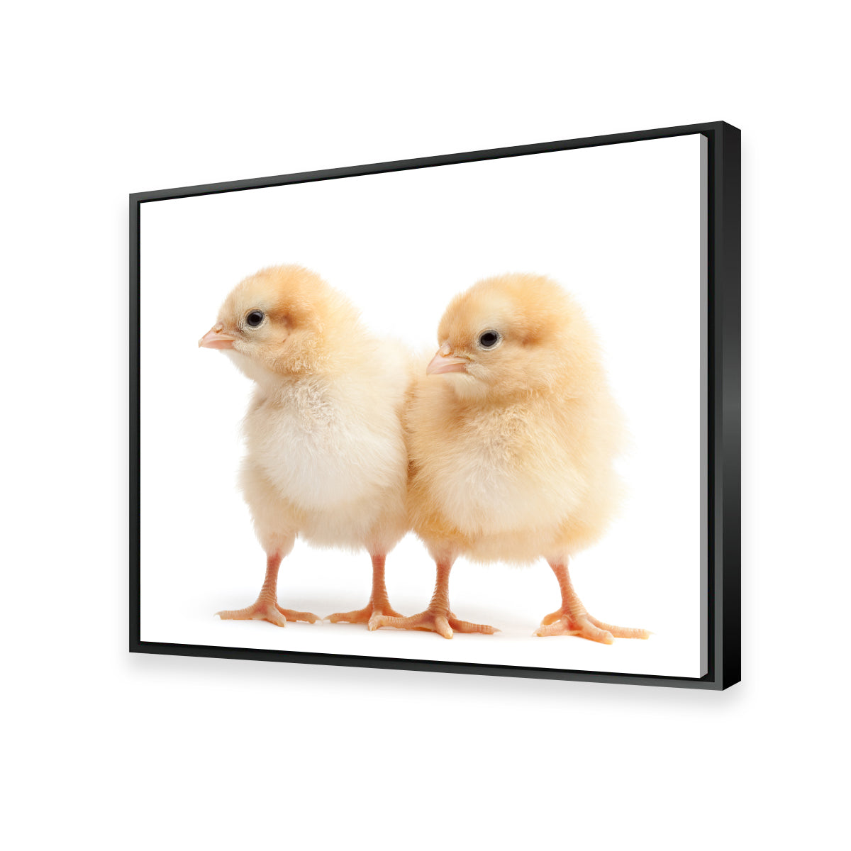 Two Baby Chickens Wall Art