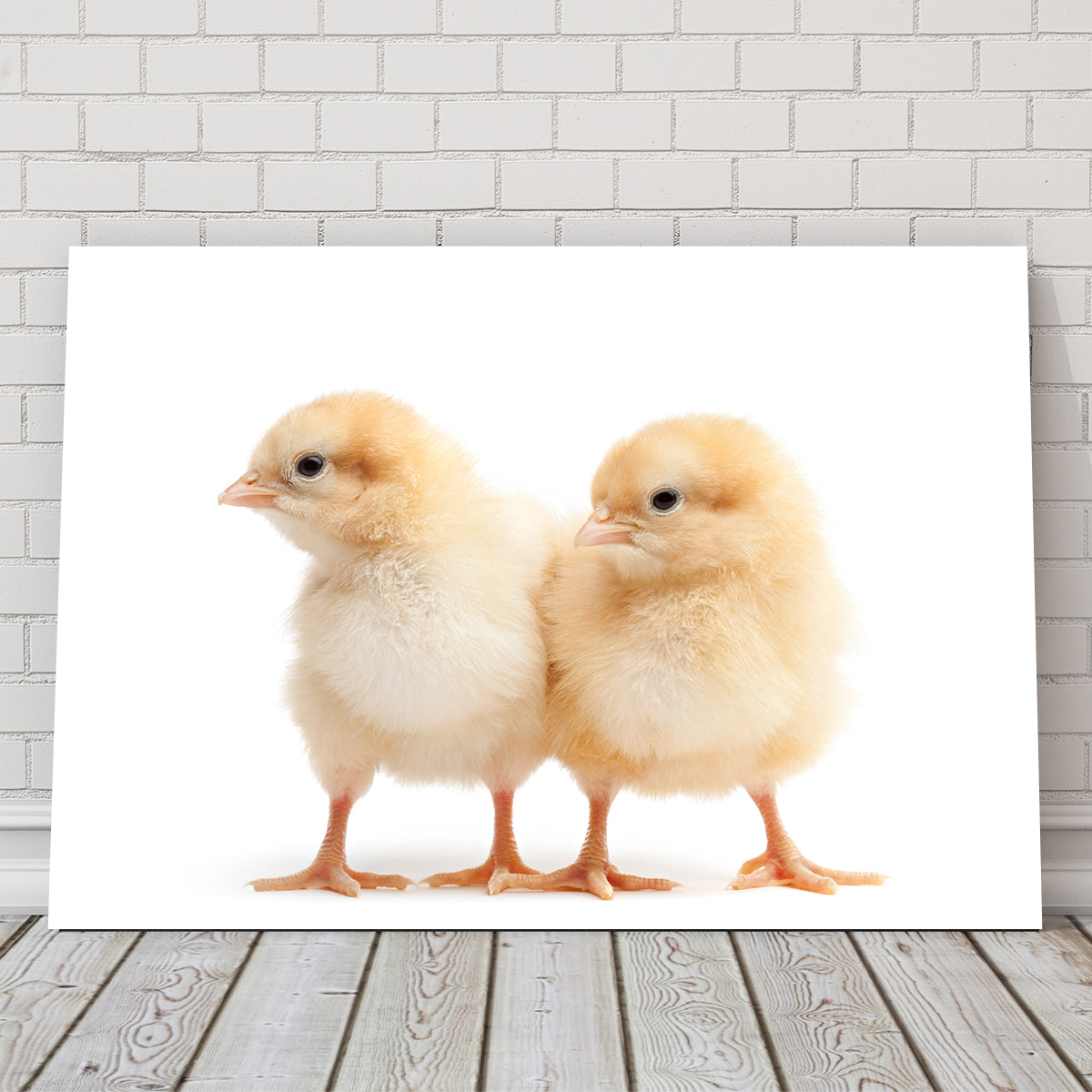 Two Baby Chickens Wall Art