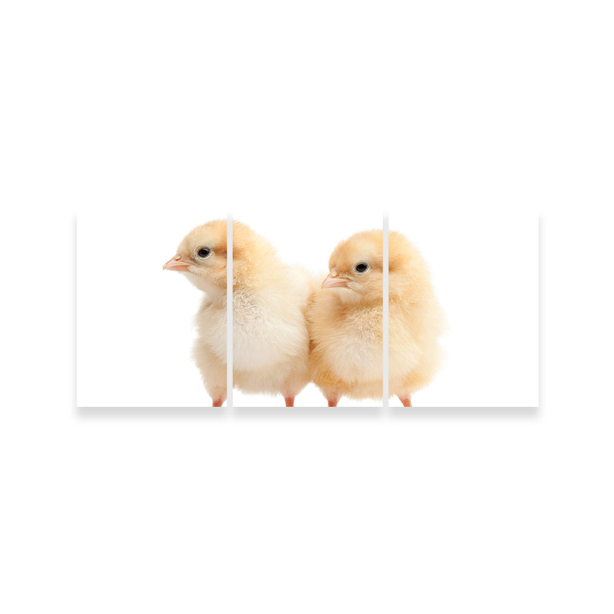 Two Baby Chickens Wall Art