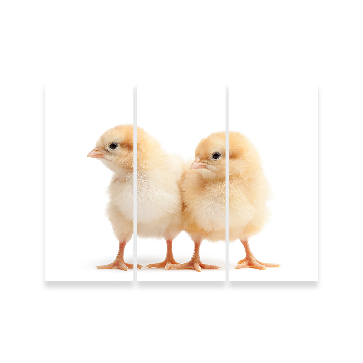 Two Baby Chickens Wall Art