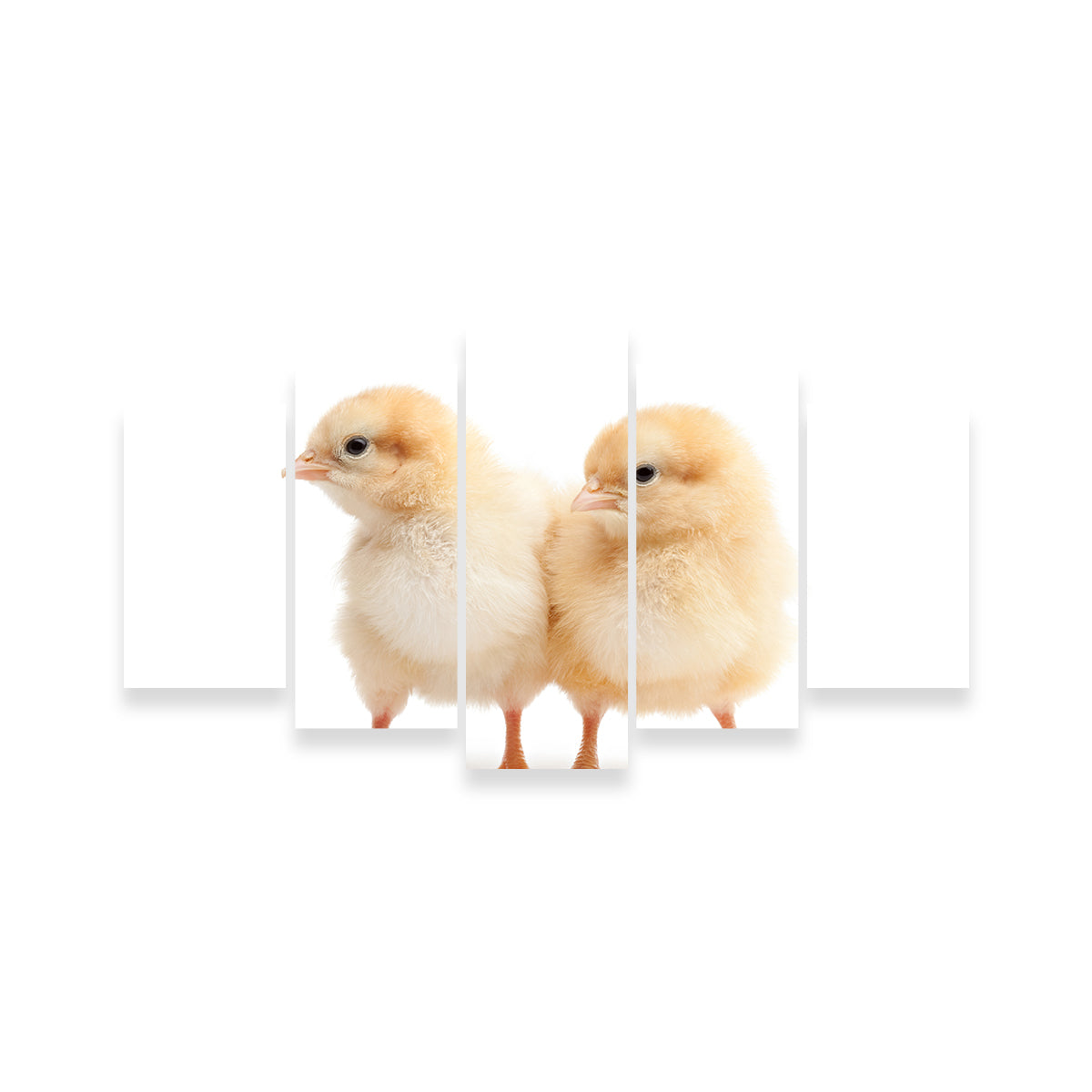 Two Baby Chickens Wall Art