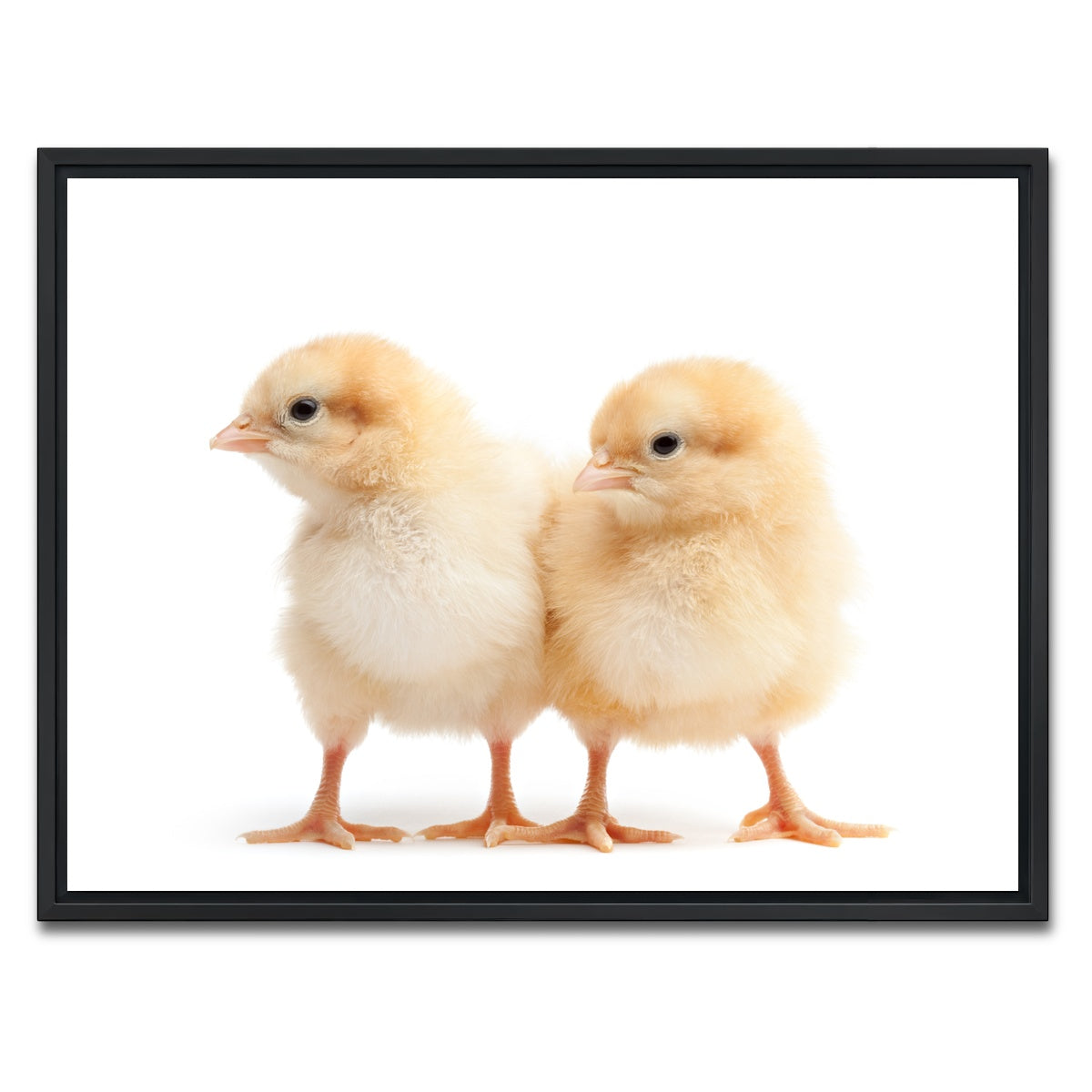 AUTO-MOCKUP WHITE | Two Baby Chickens | 1 Piece | Black Framed Canvas | group=4x3
