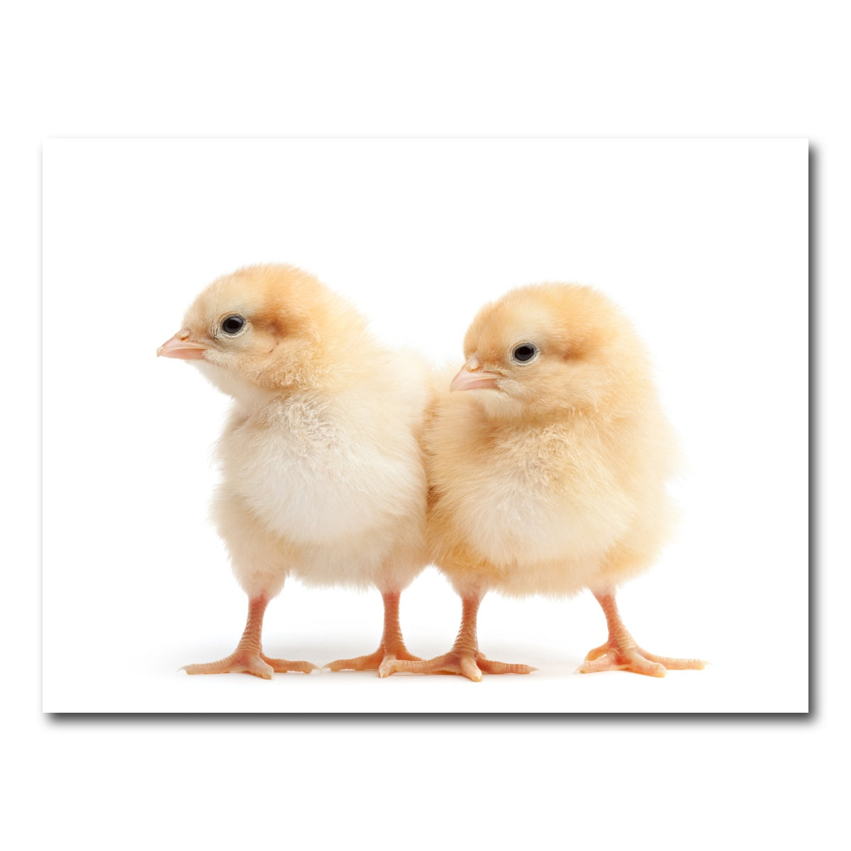 AUTO-MOCKUP WHITE | Two Baby Chickens | 1 Piece | Gallery Wrap Canvas | group=4x3