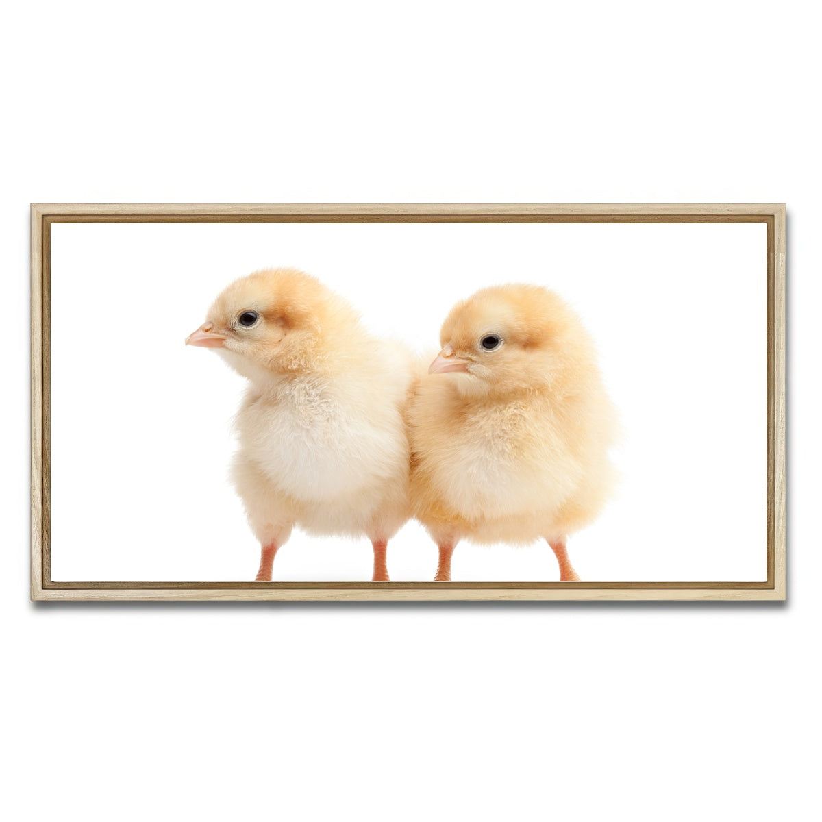 AUTO-MOCKUP WHITE | Two Baby Chickens | 1 Piece | Natural Framed Canvas | group=2x1