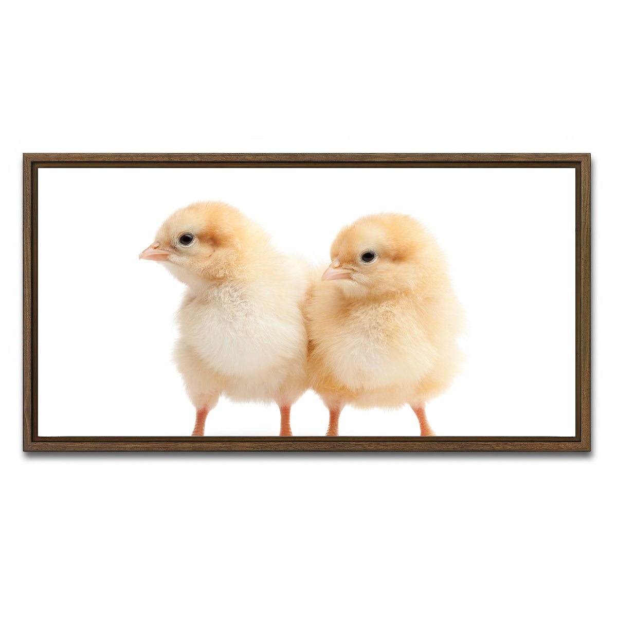 AUTO-MOCKUP WHITE | Two Baby Chickens | 1 Piece | Walnut Framed Canvas | group=2x1