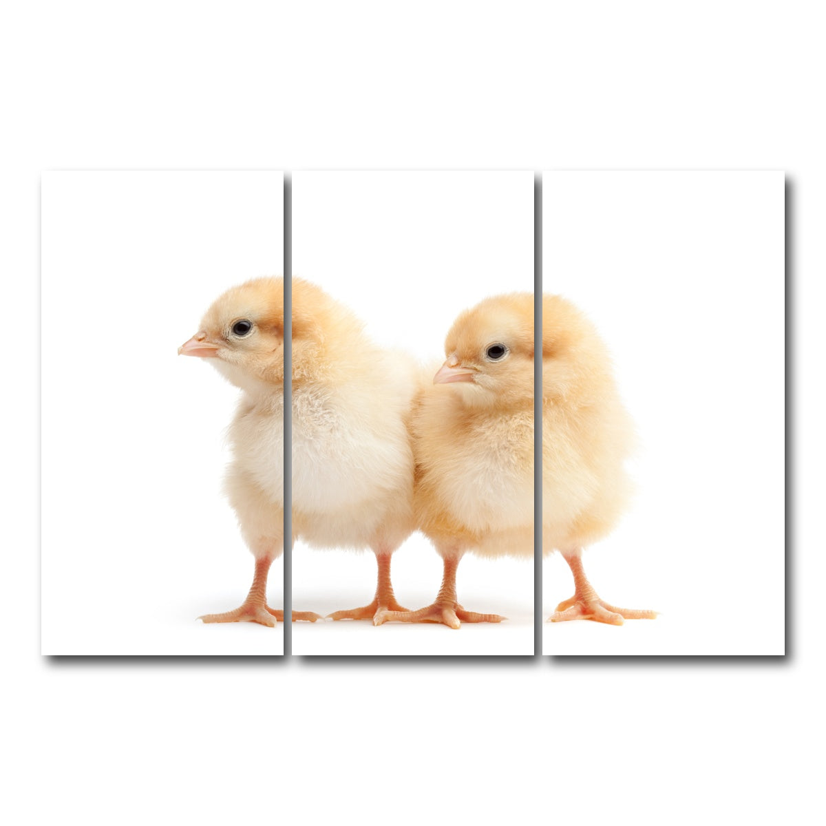 AUTO-MOCKUP WHITE | Two Baby Chickens | 3 Piece | Gallery Wrap Canvas | group=12x24
