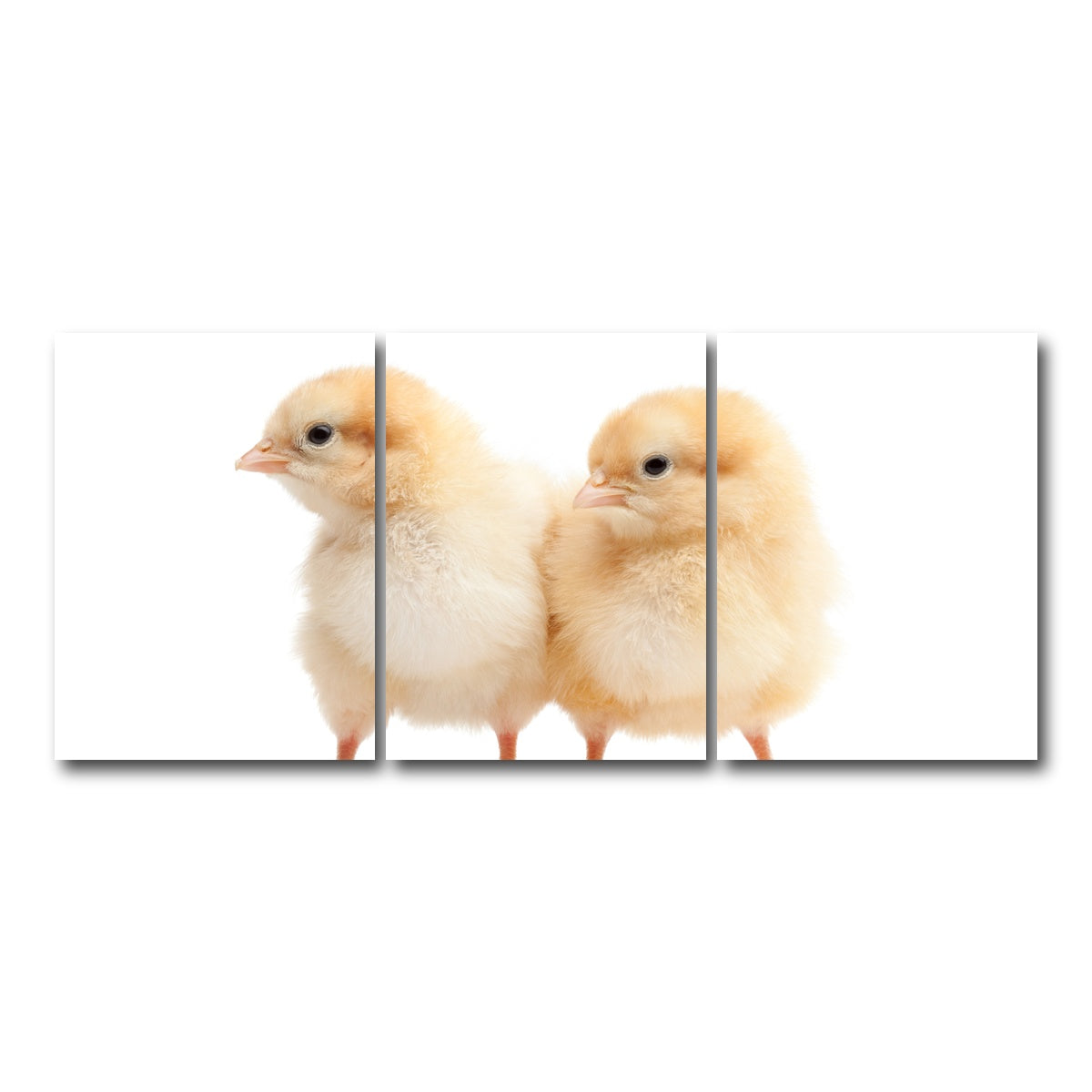 AUTO-MOCKUP WHITE | Two Baby Chickens | 3 Piece | Gallery Wrap Canvas | group=18x24