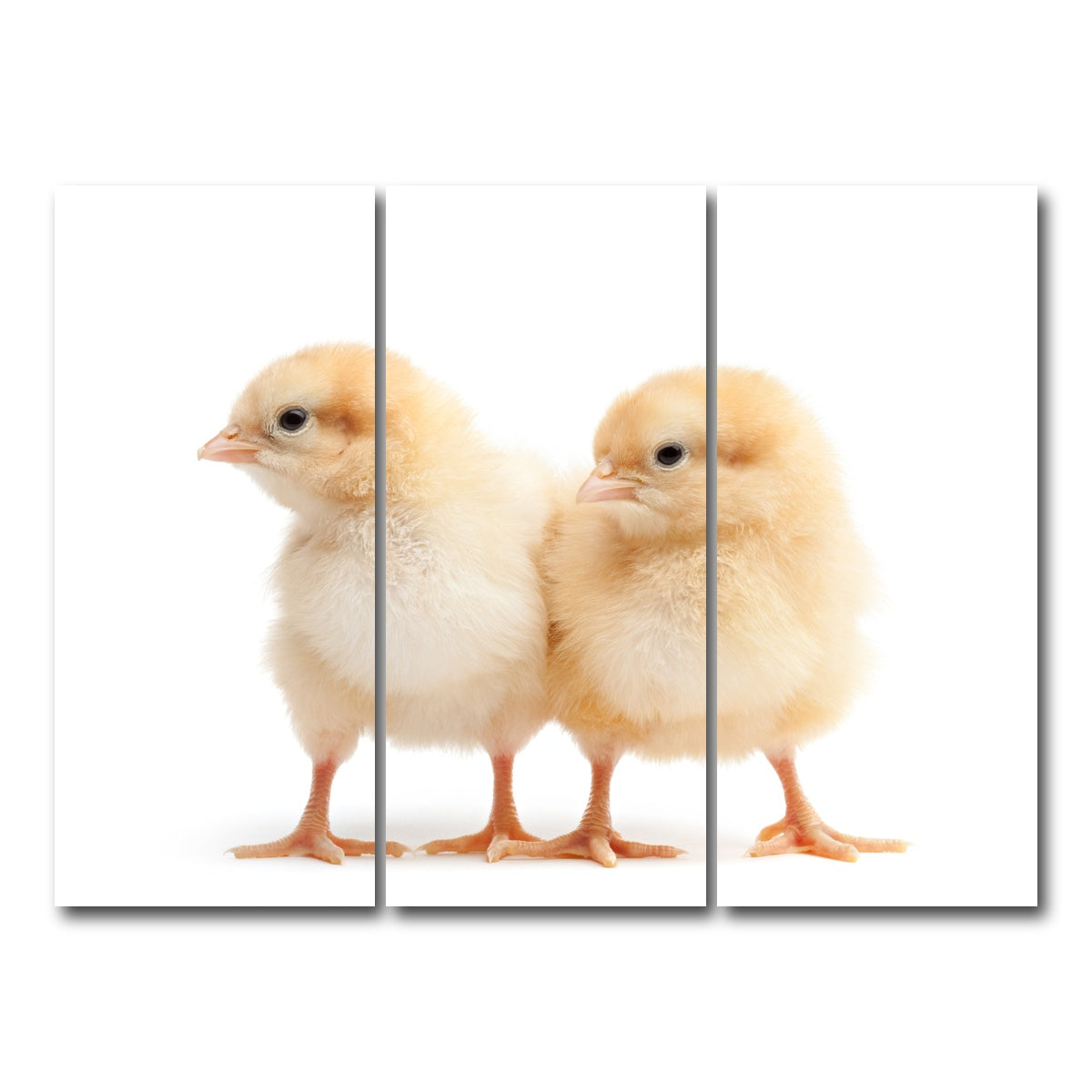 AUTO-MOCKUP WHITE | Two Baby Chickens | 3 Piece | Gallery Wrap Canvas | group=8x18
