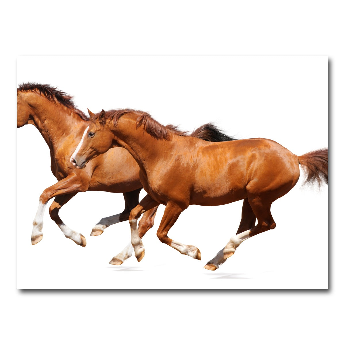 AUTO-MOCKUP WHITE | Two sorrel horses | 1 Piece | Gallery Wrap Canvas | group=4x3
