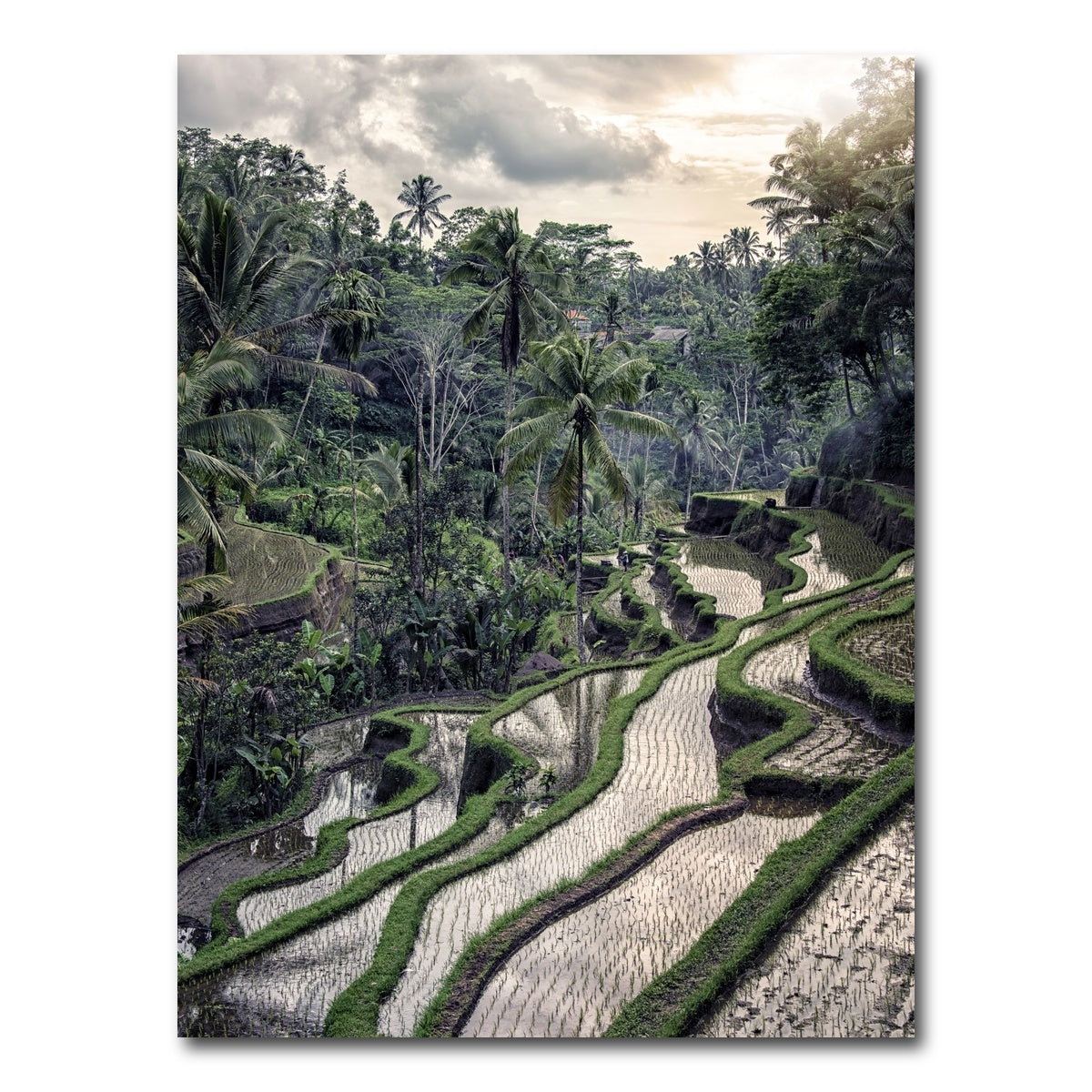 AUTO-MOCKUP WHITE | Ubud Countryside | 1 Piece | Gallery Wrap Canvas | group=3x4