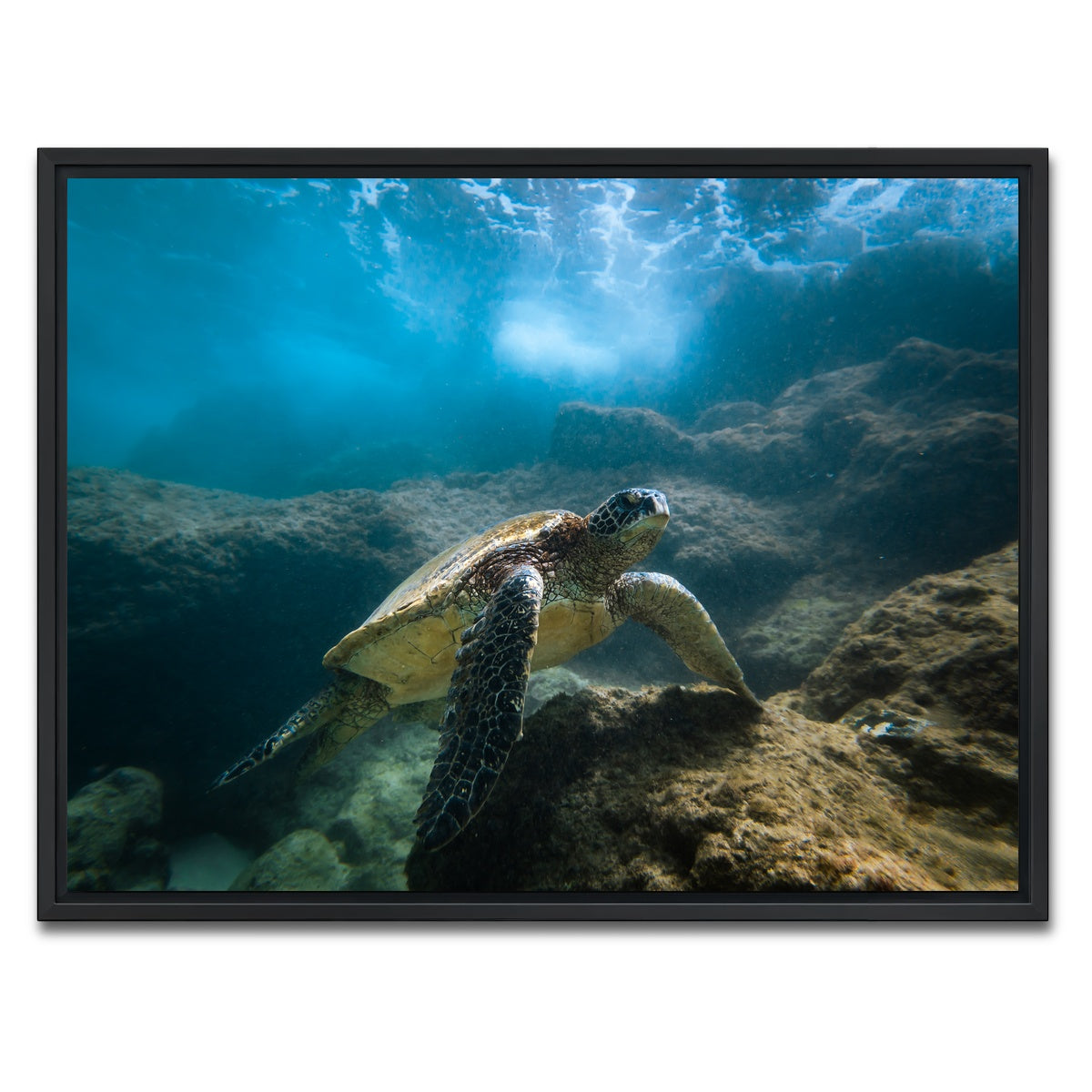 AUTO-MOCKUP WHITE | Under the Sea | 1 Piece | Black Framed Canvas | group=4x3