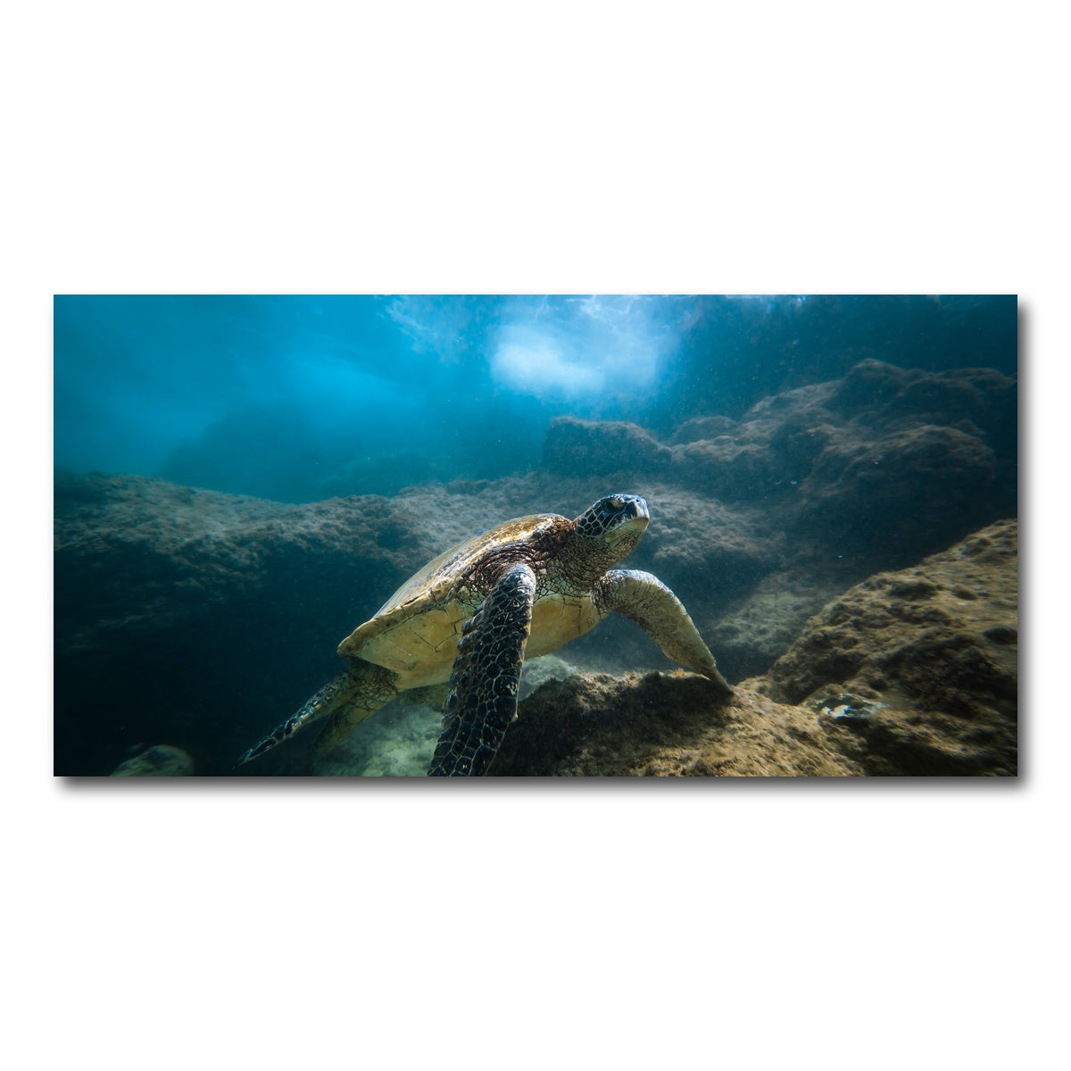 AUTO-MOCKUP WHITE | Under the Sea | 1 Piece | Gallery Wrap Canvas | group=2x1