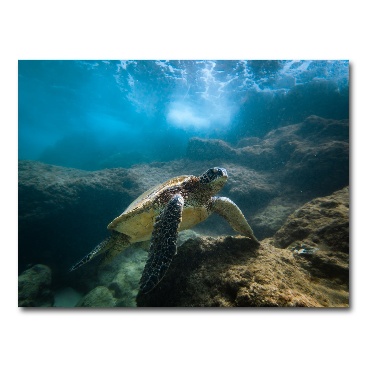AUTO-MOCKUP WHITE | Under the Sea | 1 Piece | Gallery Wrap Canvas | group=4x3