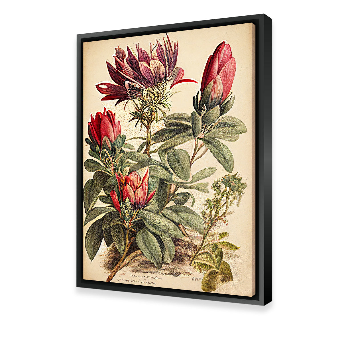 Vintage Botanical Print Series 10