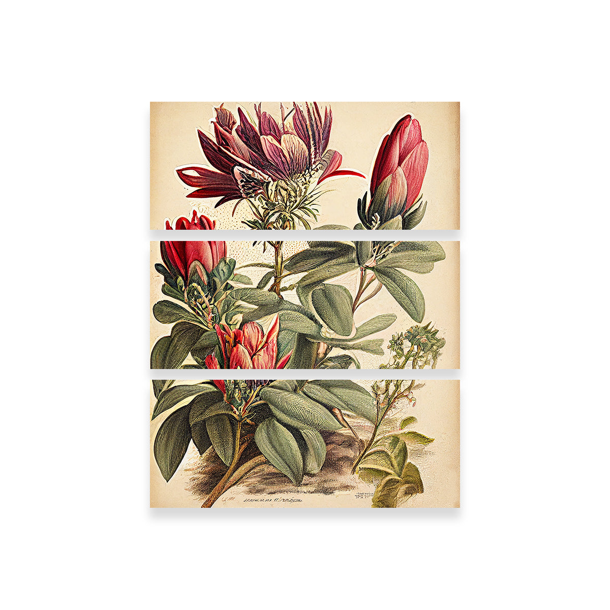 Vintage Botanical Print Series 10 Wall Art