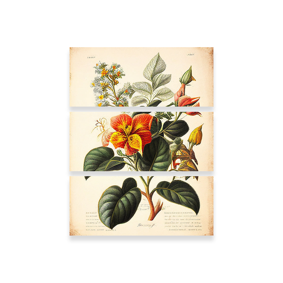 Vintage Botanical Print Series 2 Wall Art